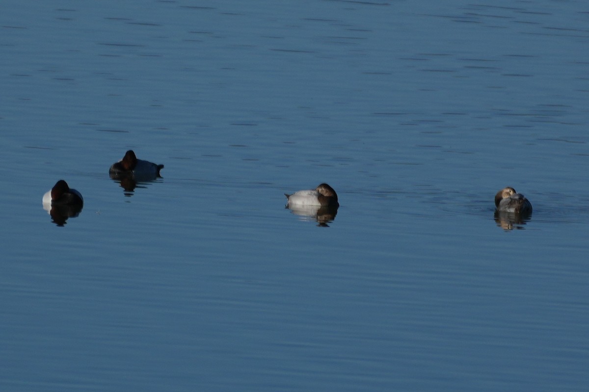 Canvasback - ML646146147