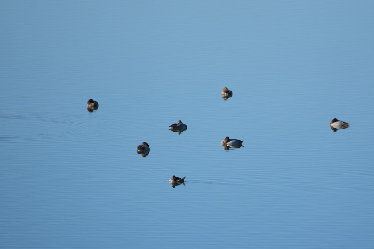 Canvasback - ML646146148