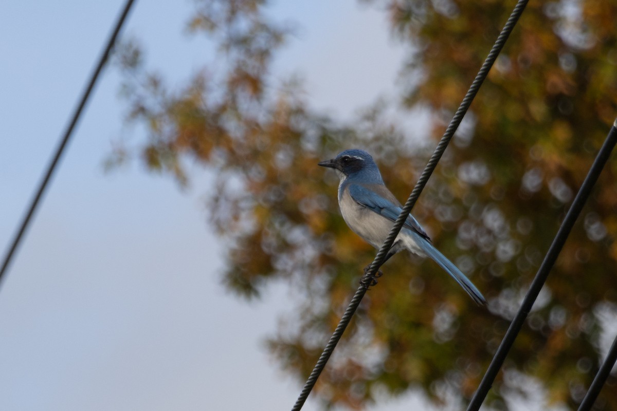 California Scrub-Jay - ML646146149