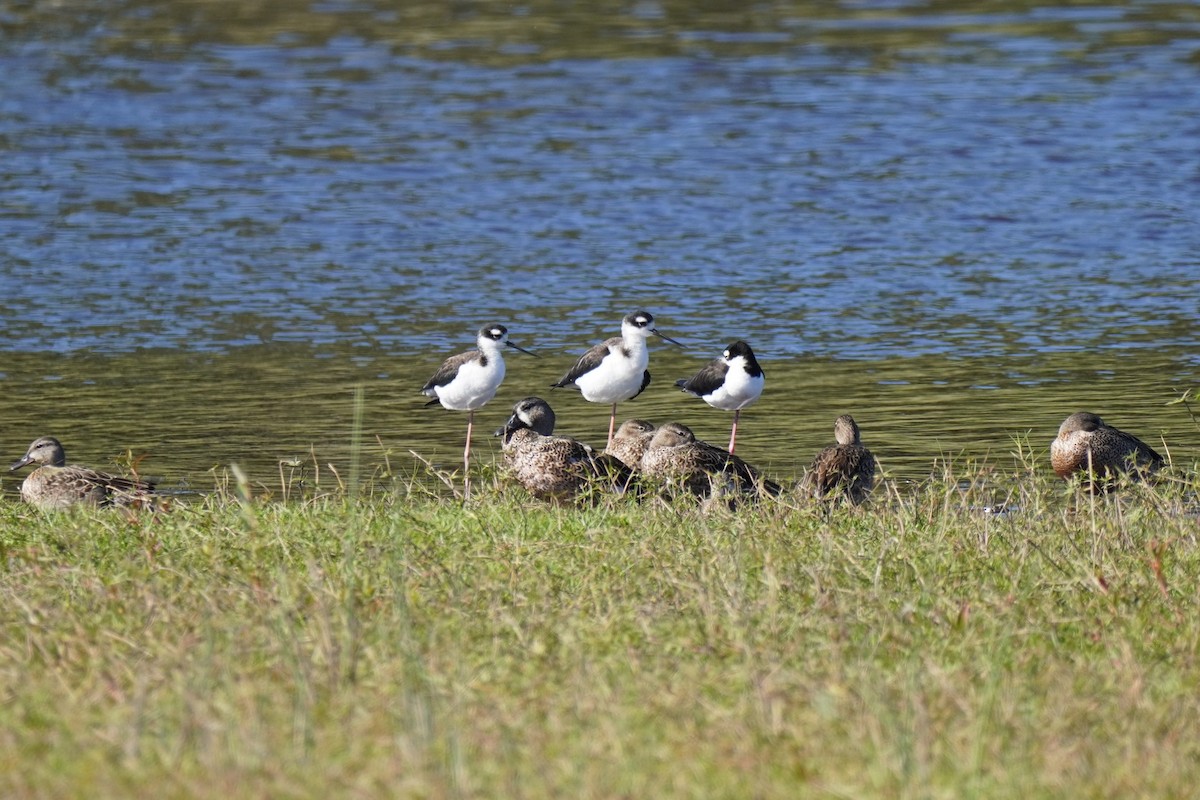Black-necked Stilt - ML646146150