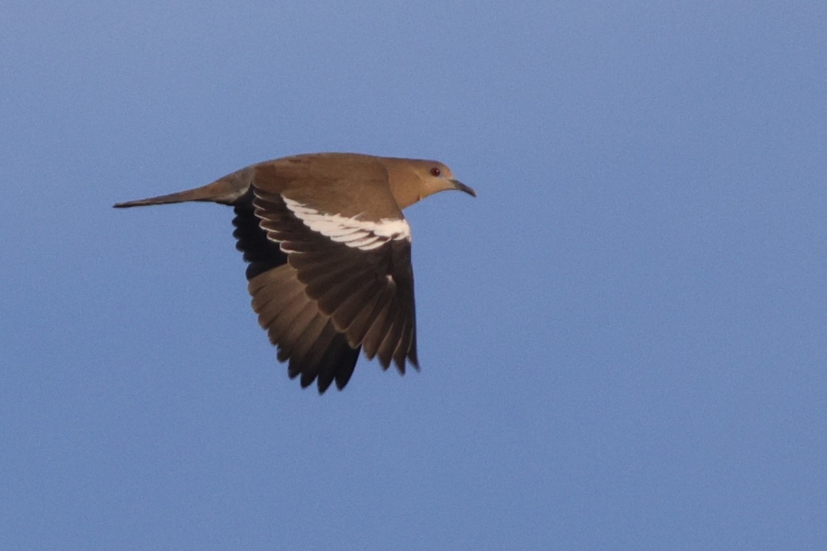 White-winged Dove - ML646146151