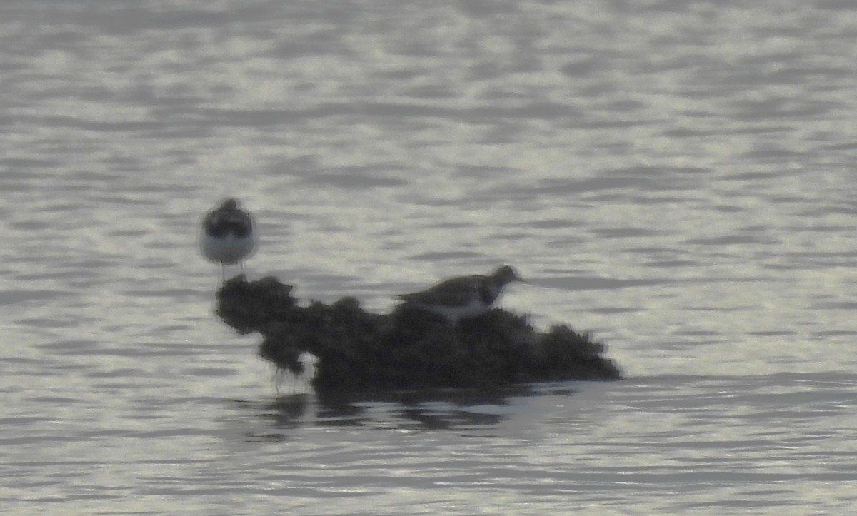 Ruddy Turnstone - ML646146152