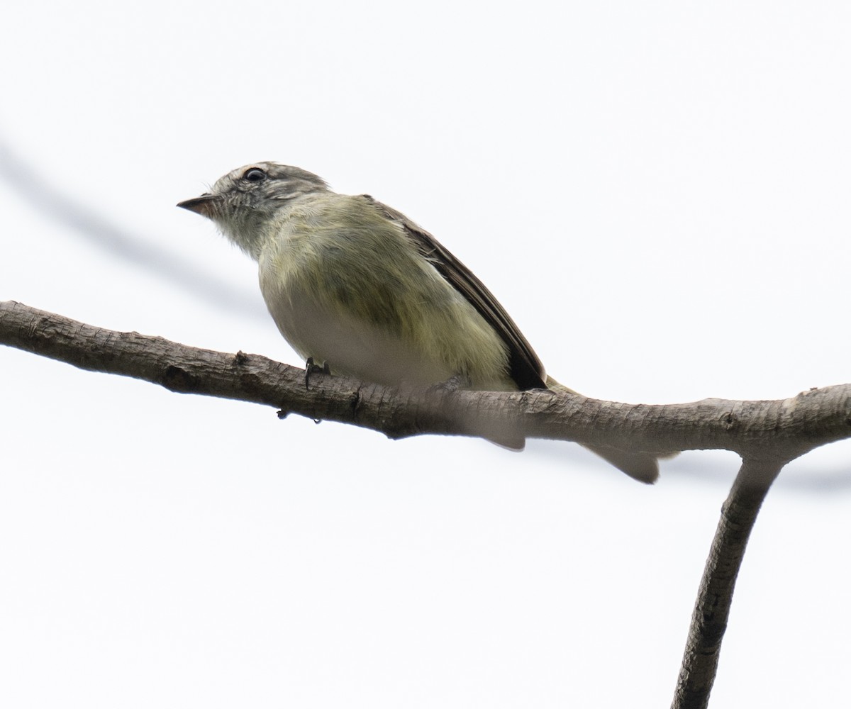 Planalto Tyrannulet - ML646146154