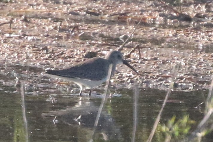 Dunlin - ML646146155