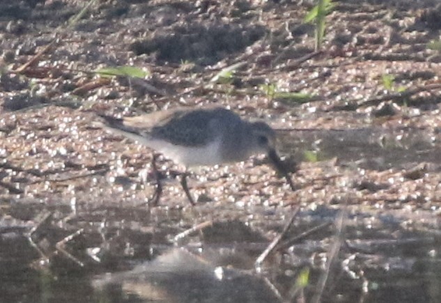 Dunlin - ML646146156