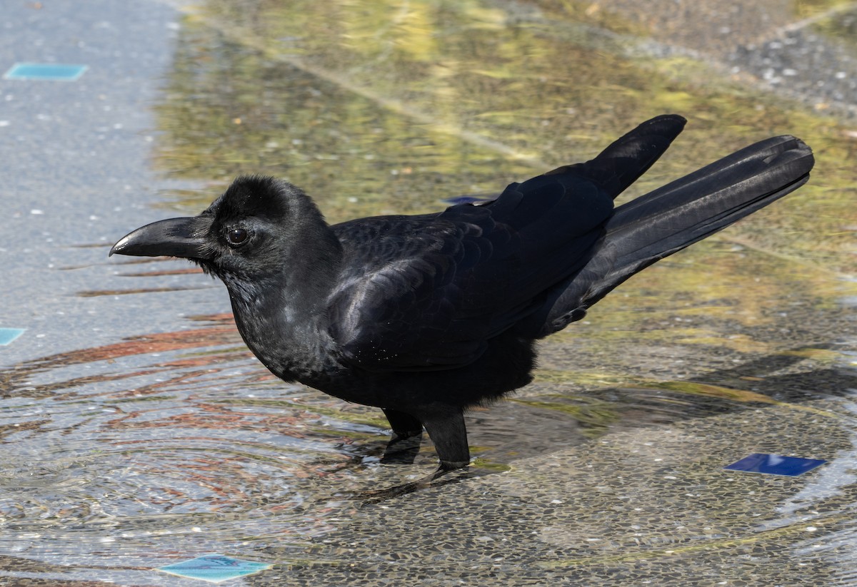 Large-billed Crow - ML646146157