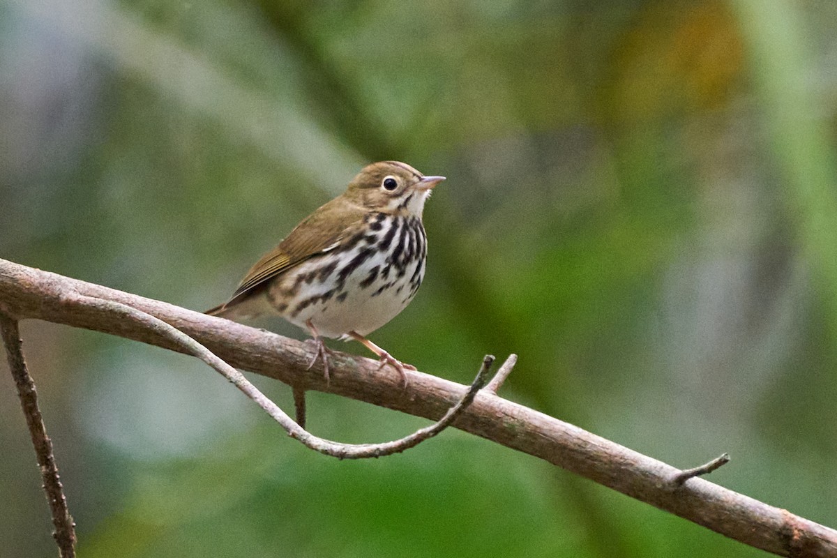 נחלית זהובת-כיפה - ML646146158