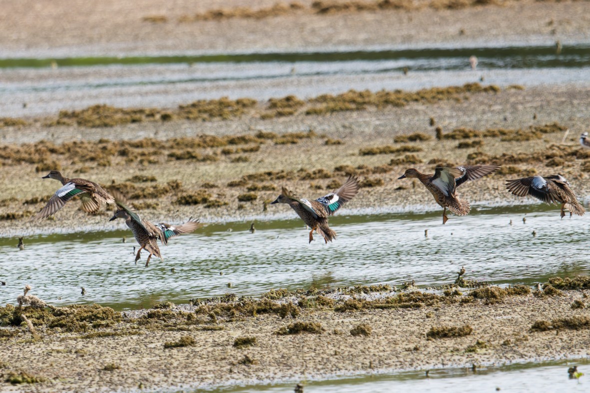 Zertzeta hegalurdina - ML646146160