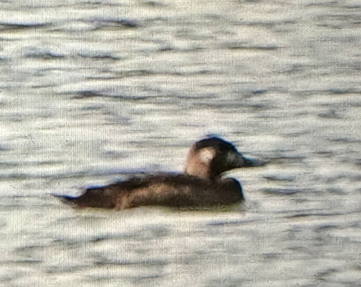 White-winged Scoter - ML646146161