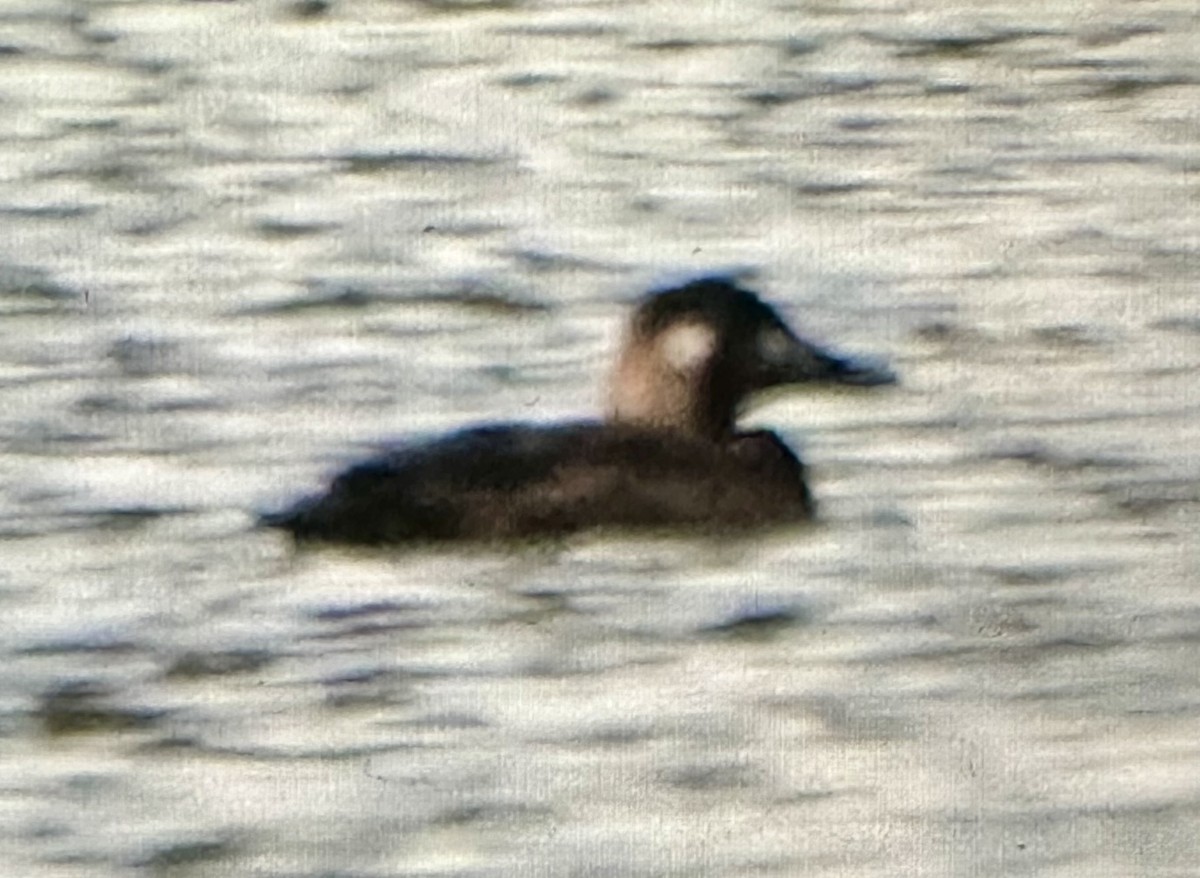 White-winged Scoter - ML646146162