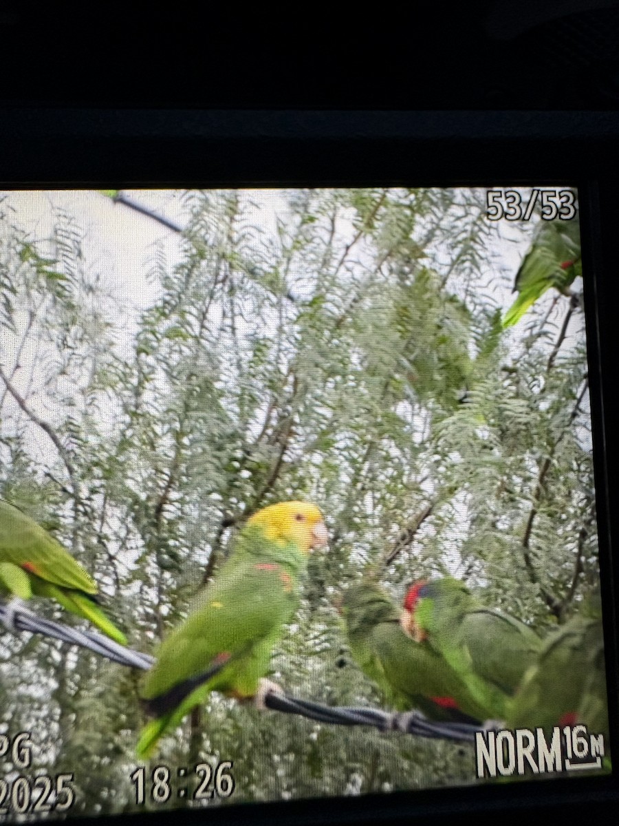 Gelbkopfamazone - ML646146167