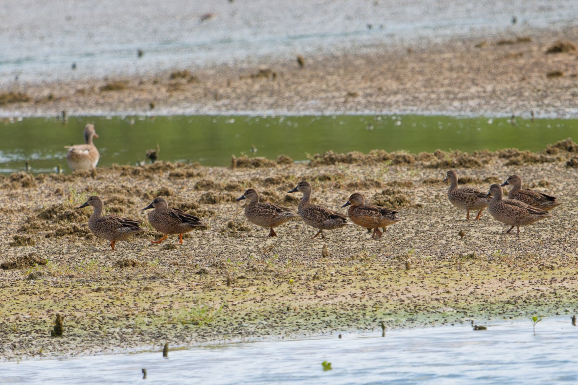 Zertzeta hegalurdina - ML646146169