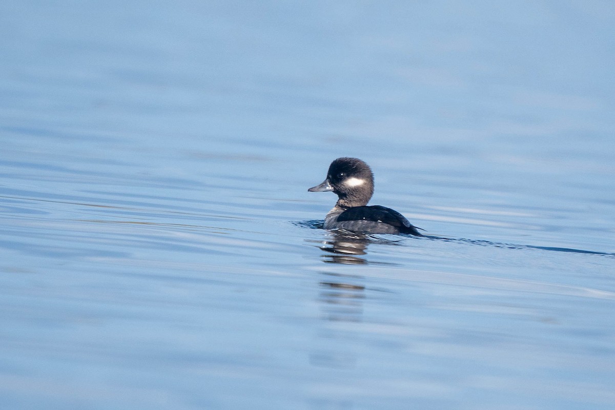 Bufflehead - ML646146183