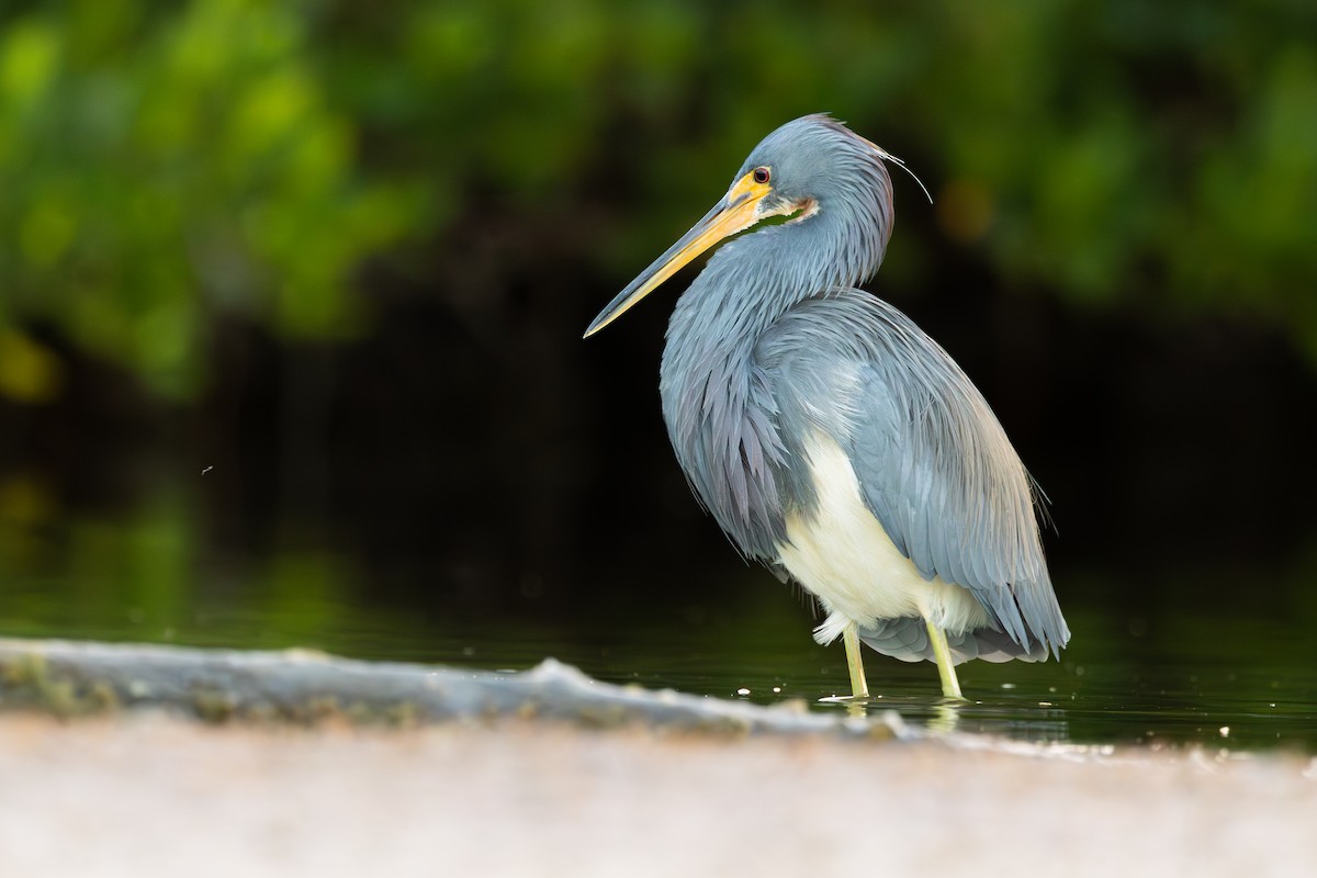 Tricolored Heron - ML646146184