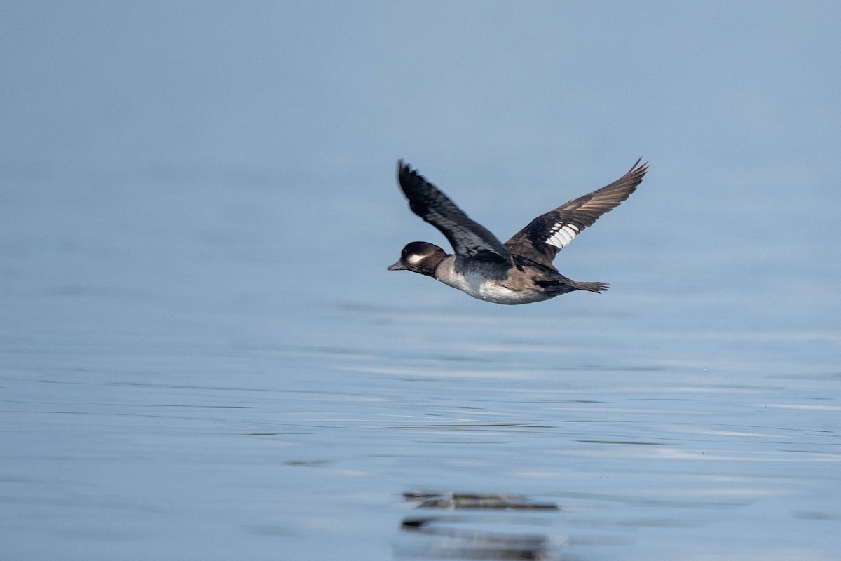 Bufflehead - ML646146186