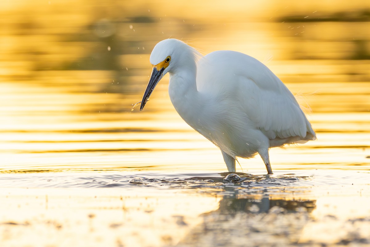 Snowy Egret - ML646146191