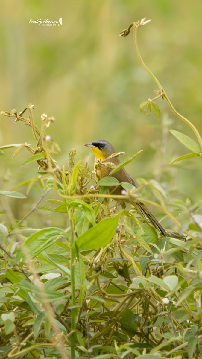 Gray-crowned Yellowthroat - ML646146192