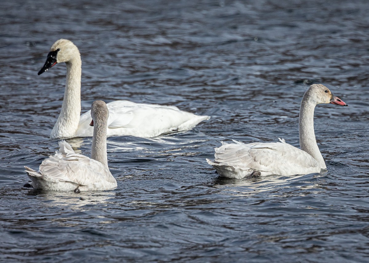 Tundra Swan - ML646146195