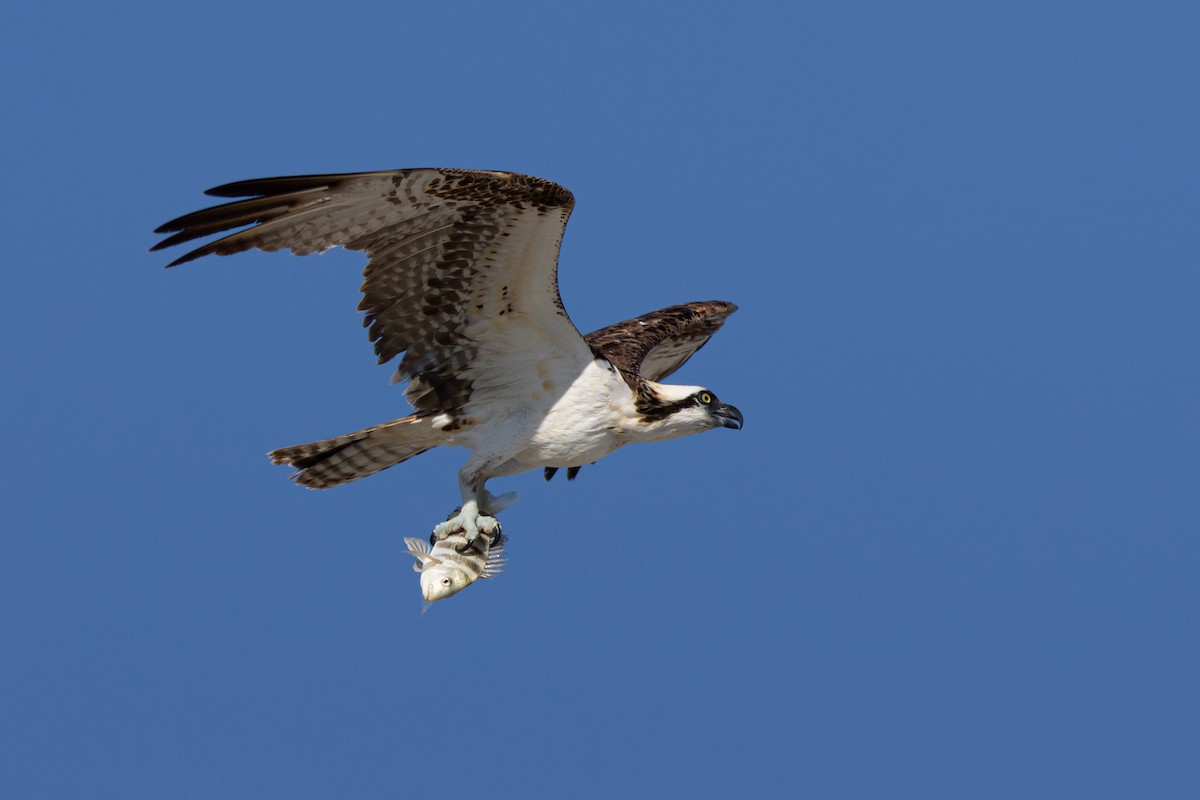 Osprey - ML646146197