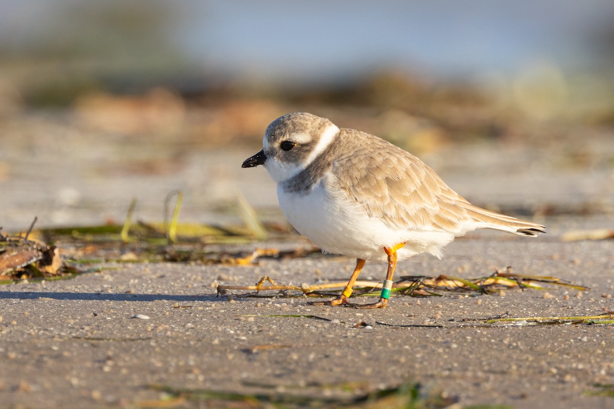 Piping Plover - ML646146208