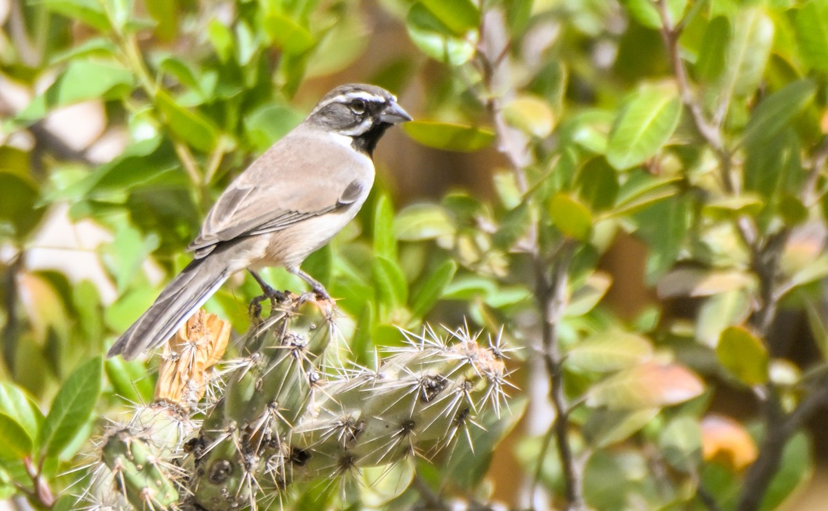 Black-throated Sparrow - ML646146217