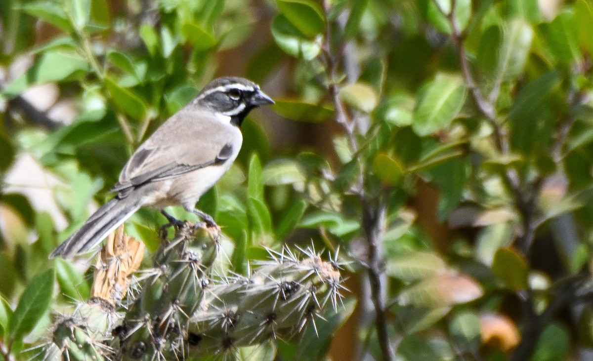Black-throated Sparrow - ML646146218