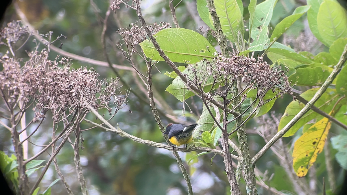 Slate-throated Redstart - ML646146219