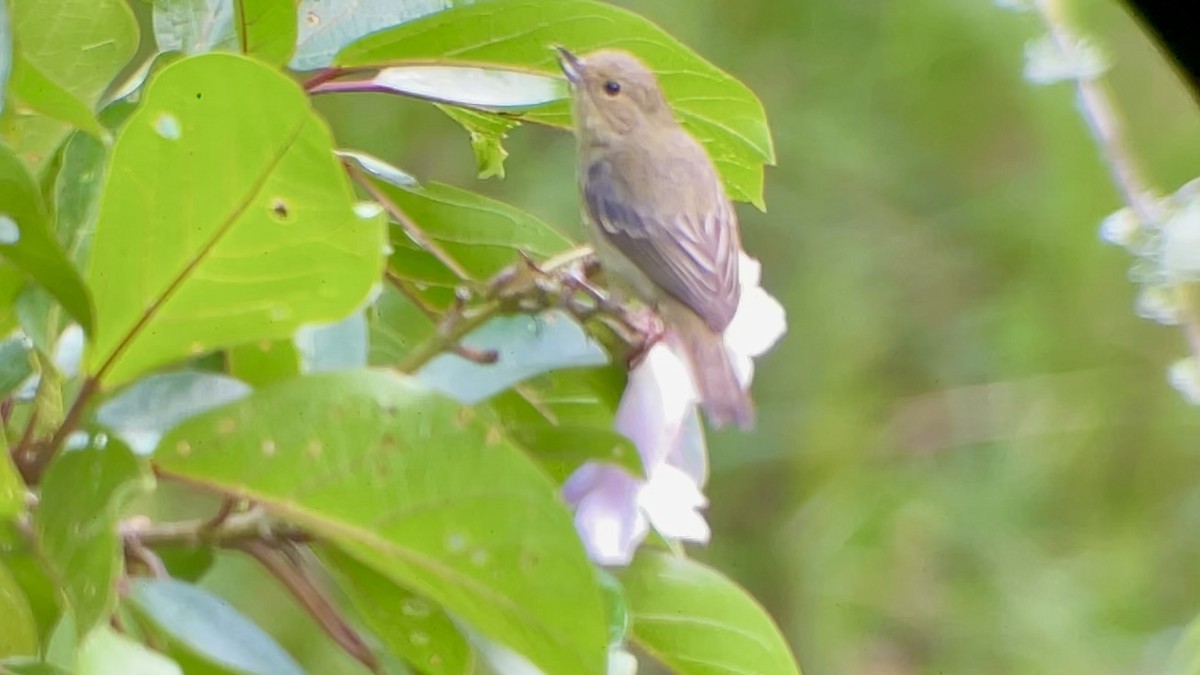 Rusty Flowerpiercer - ML646146240