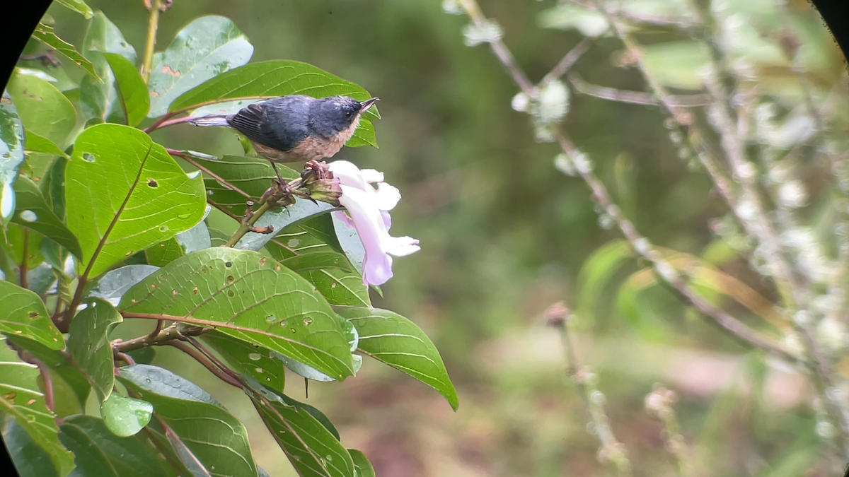 Rusty Flowerpiercer - ML646146241