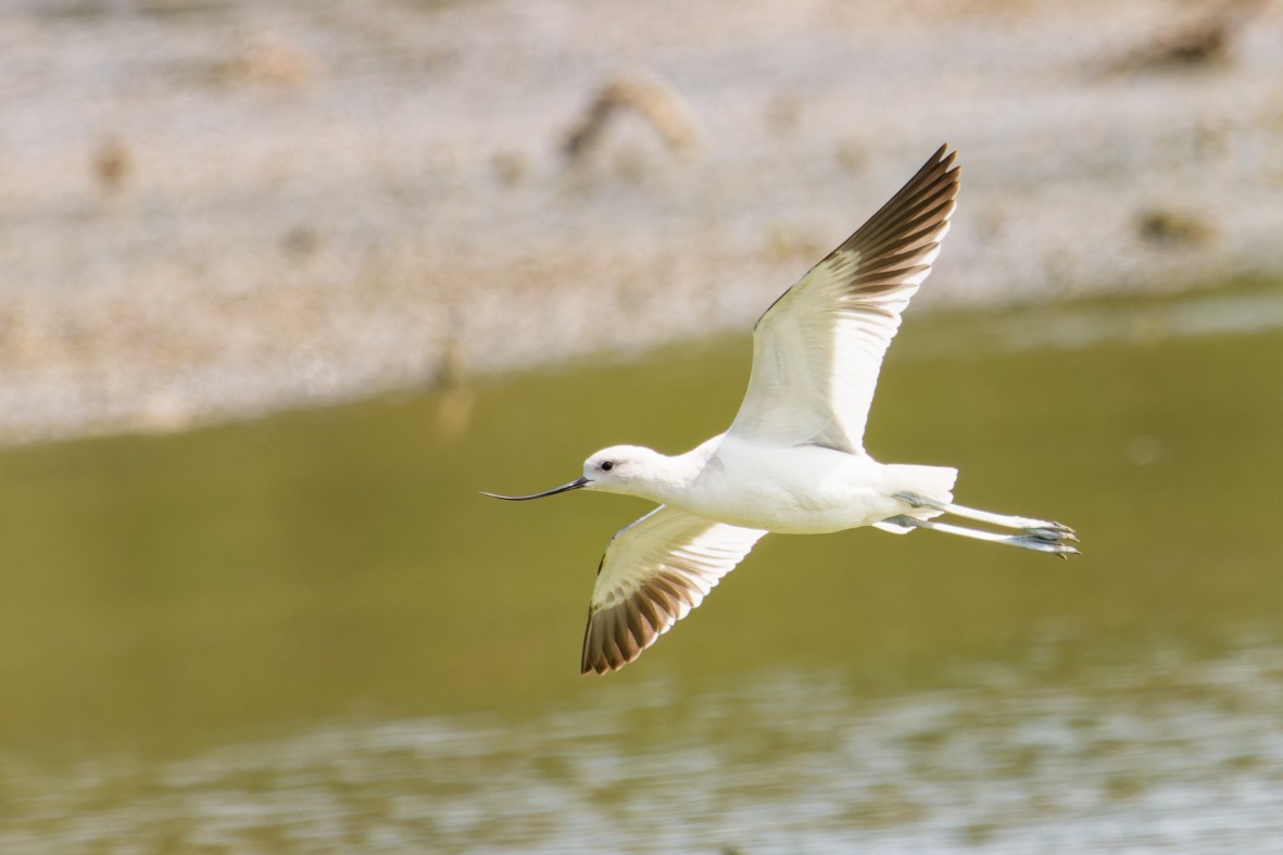 American Avocet - ML646146247