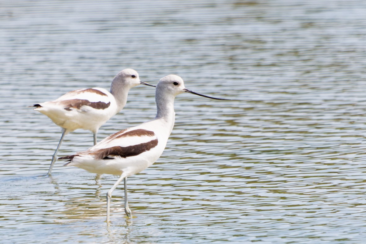 American Avocet - ML646146250