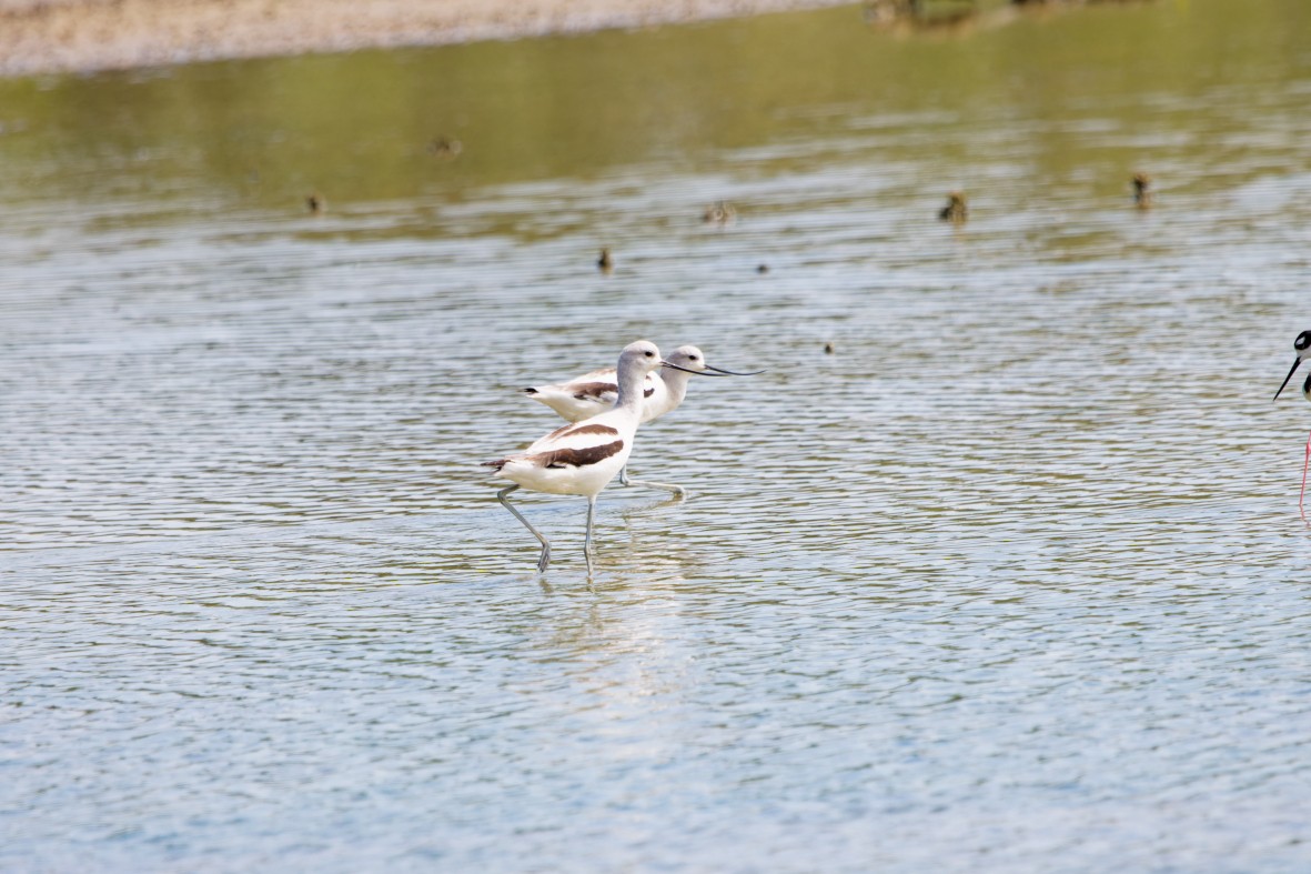 American Avocet - ML646146253