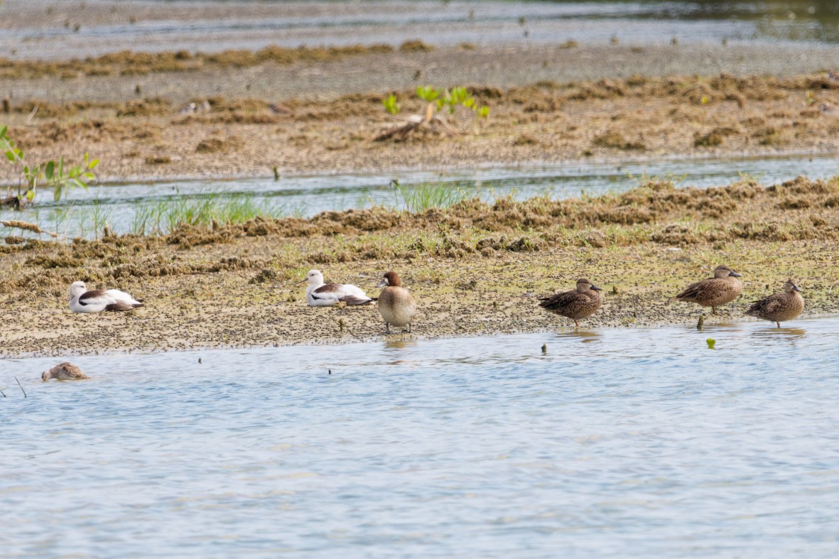 American Avocet - ML646146254