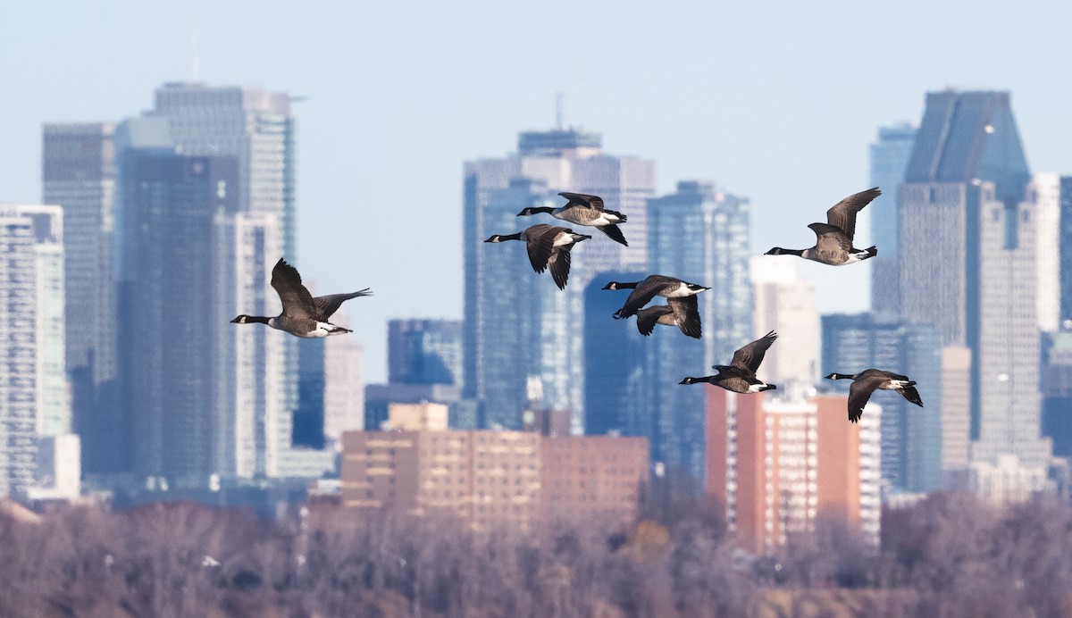 Canada Goose - ML646146255