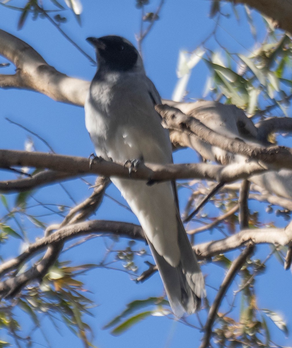Black-faced Cuckooshrike - ML646146256