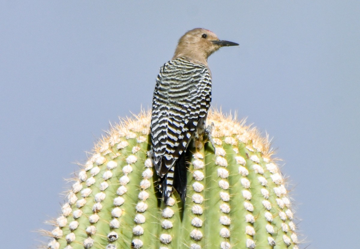 Gila Woodpecker - ML646146257