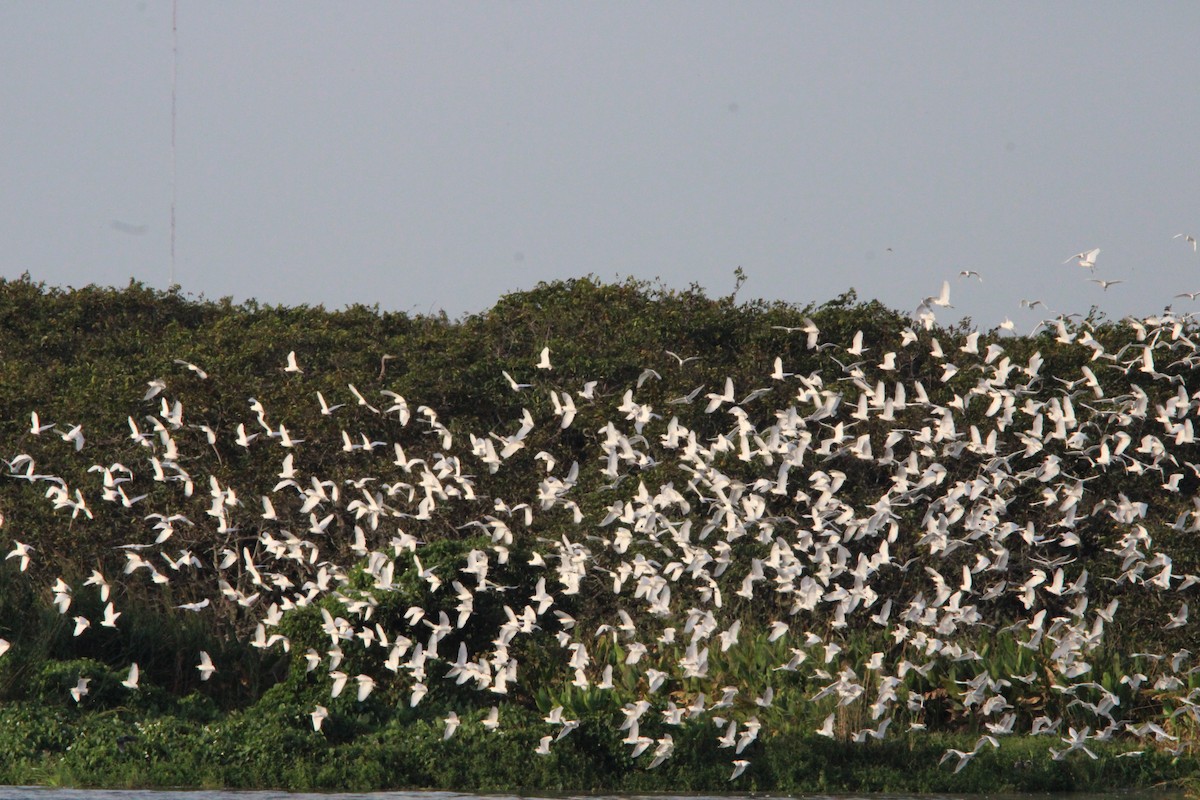Western Cattle-Egret - ML646146258