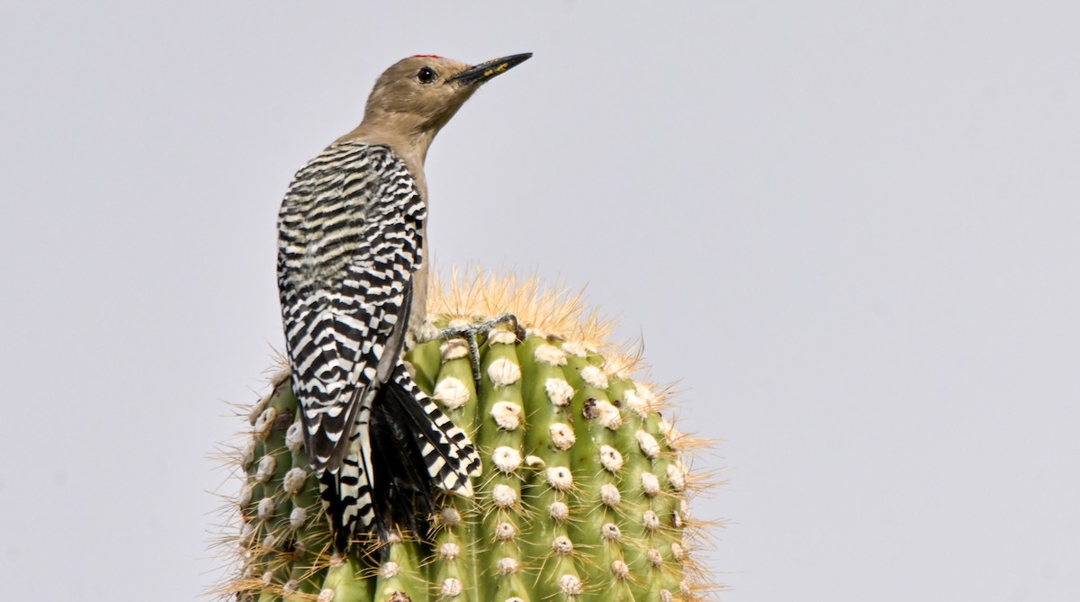 Gila Woodpecker - ML646146259