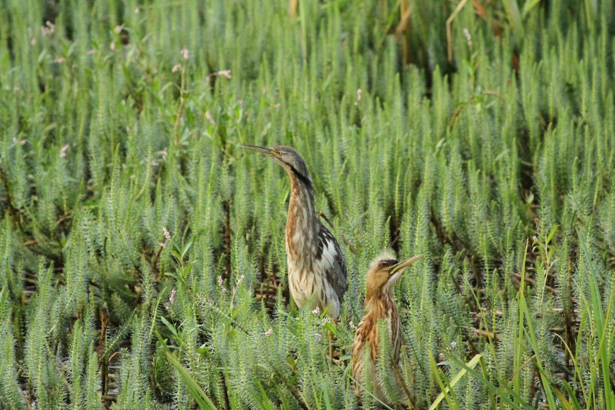American Bittern - ML646146260