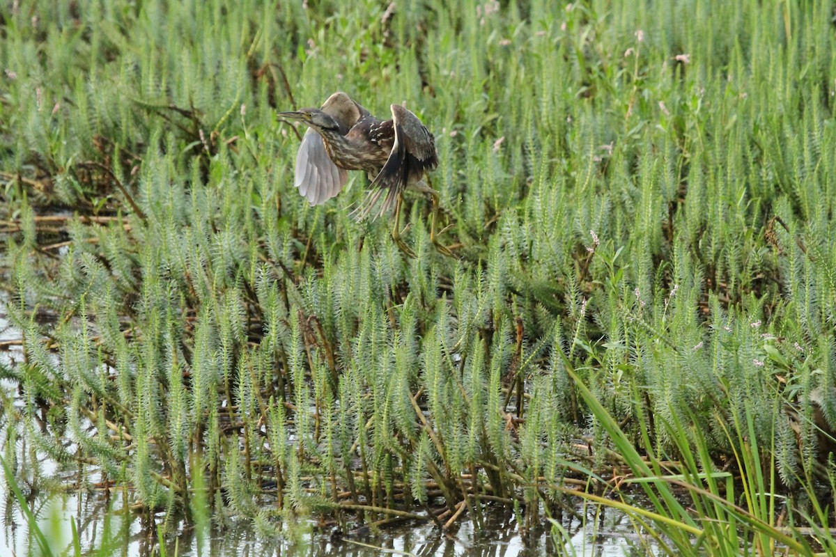 American Bittern - ML646146261