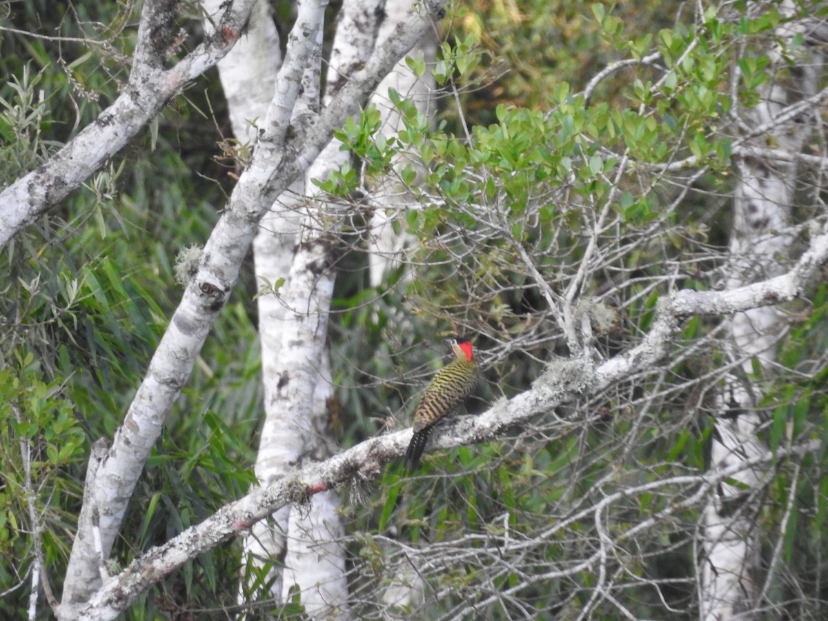 Green-barred Woodpecker - ML646146262