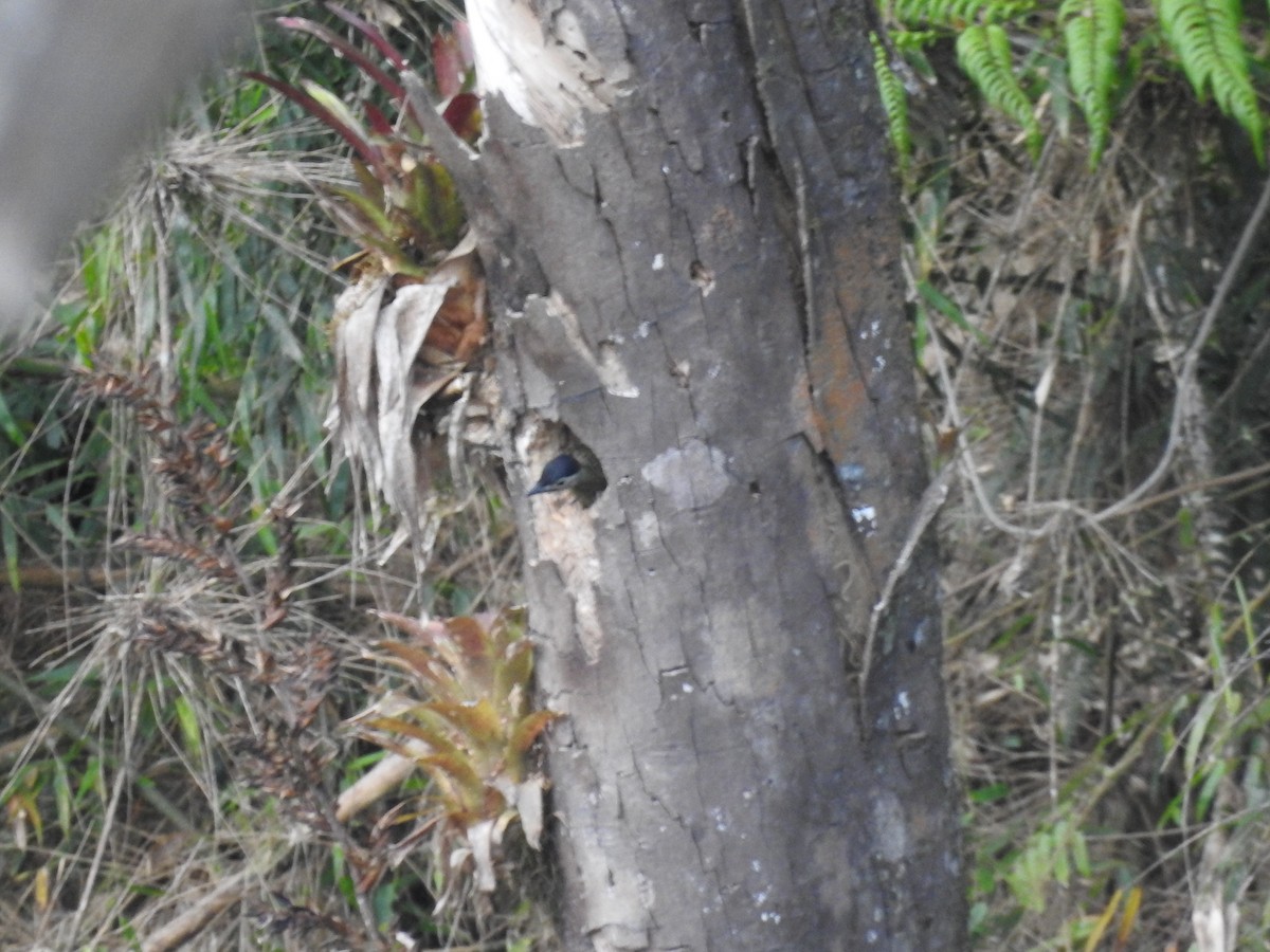 Green-barred Woodpecker - ML646146263