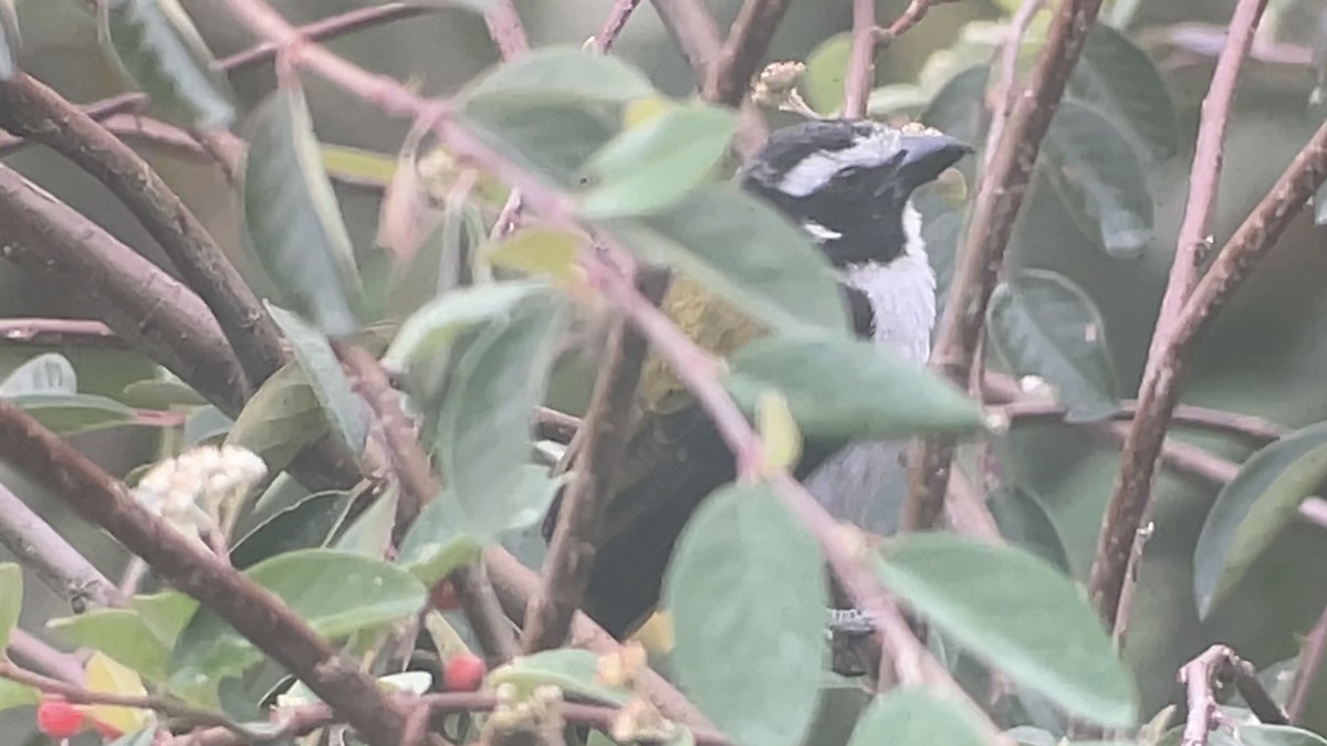 Black-winged Saltator - ML646146264