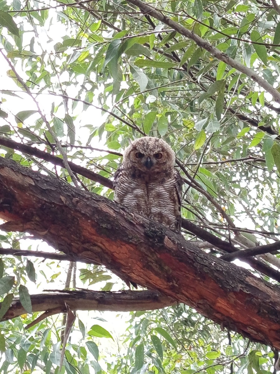 Great Horned Owl - ML646146266
