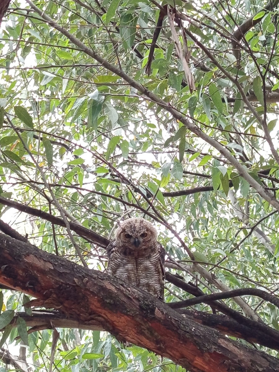 Great Horned Owl - ML646146267