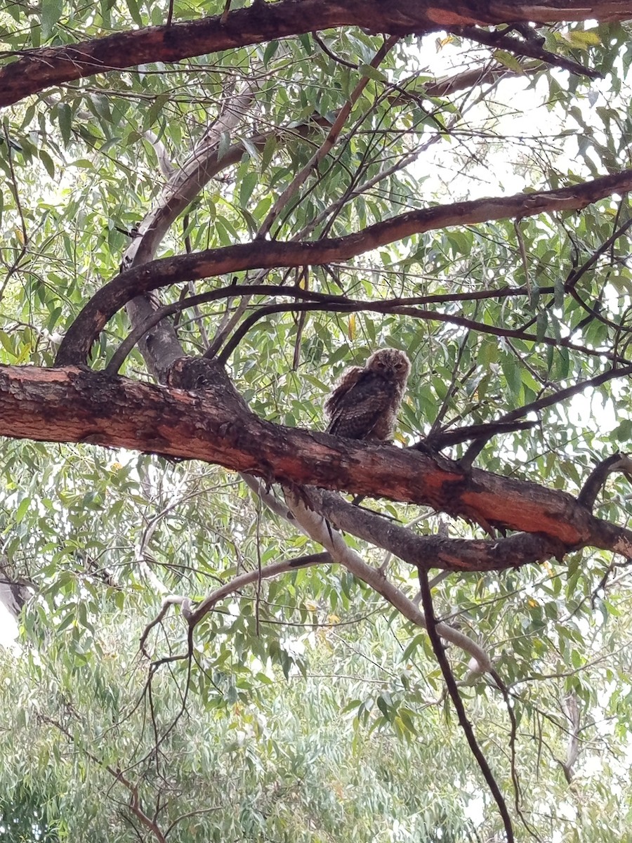 Great Horned Owl - ML646146268