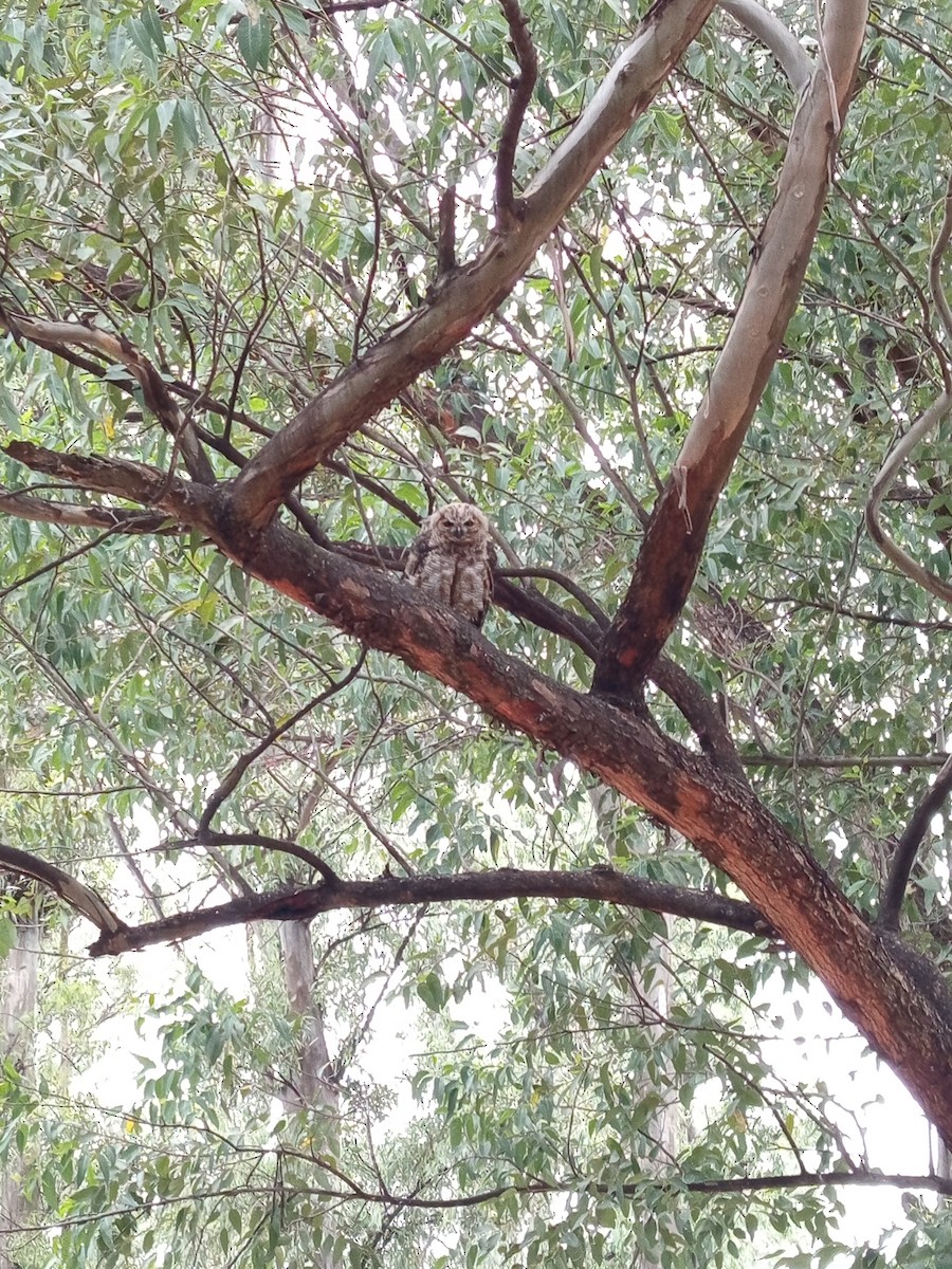 Great Horned Owl - ML646146269