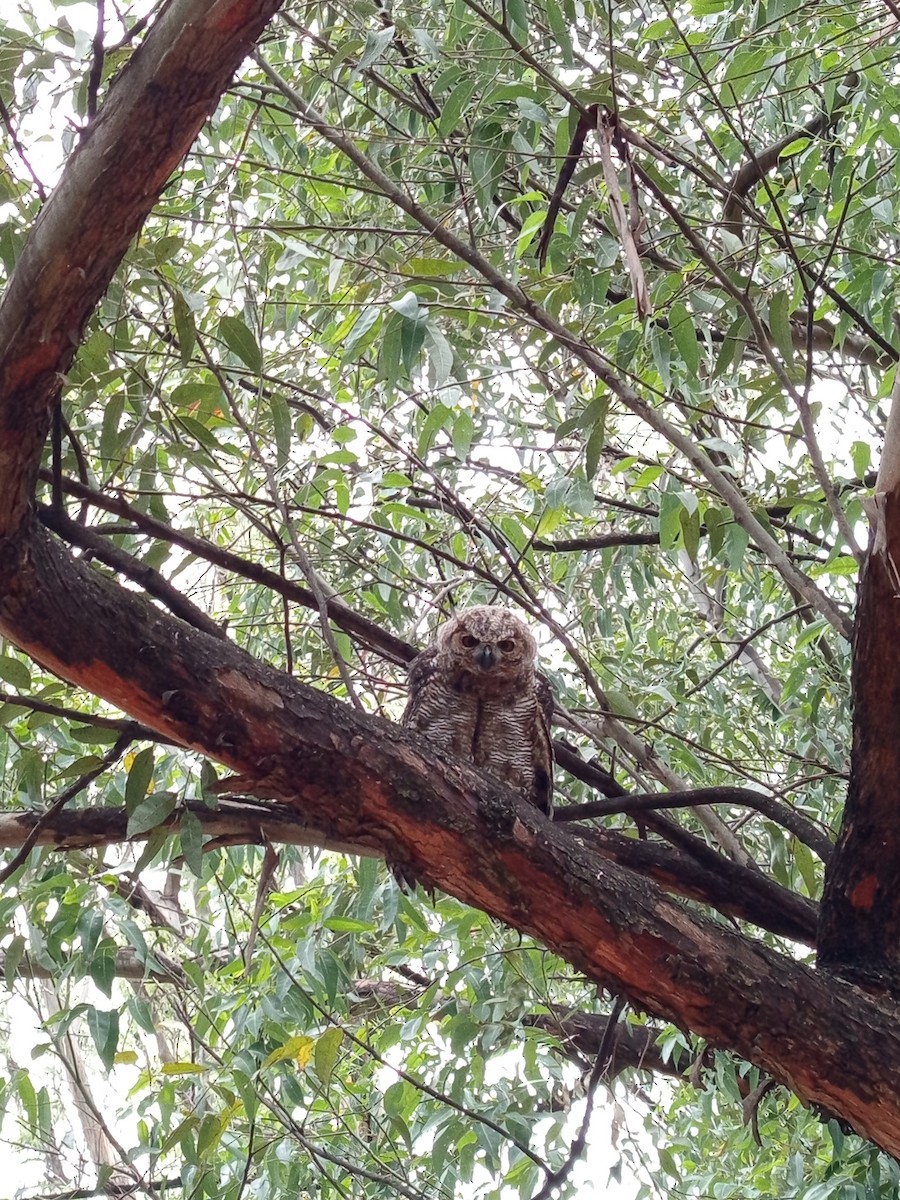 Great Horned Owl - ML646146270