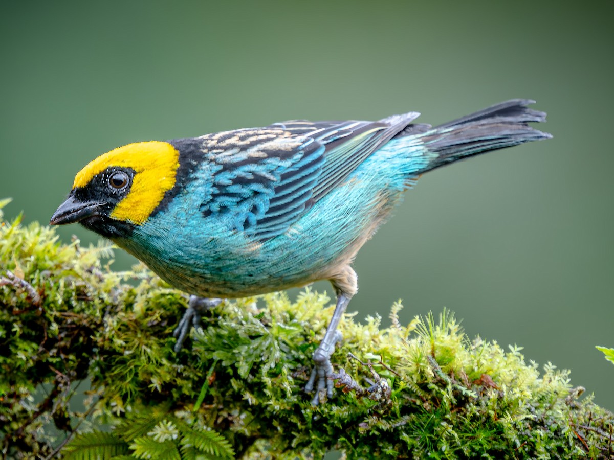 Saffron-crowned Tanager - ML646146271