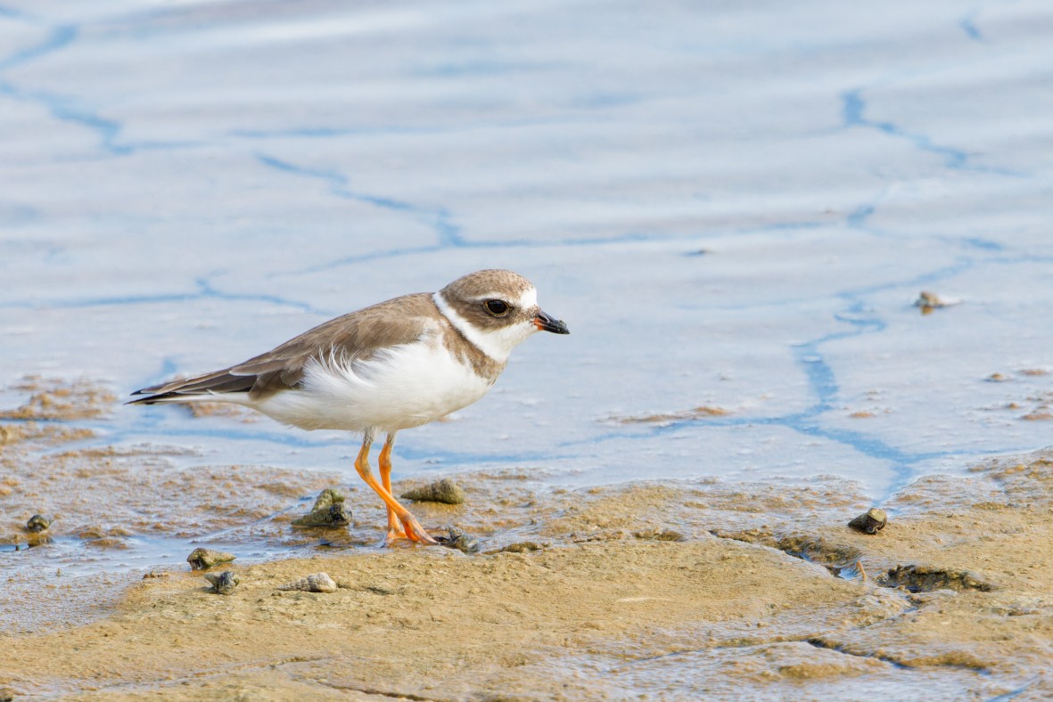 Semipalmated Plover - ML646146272